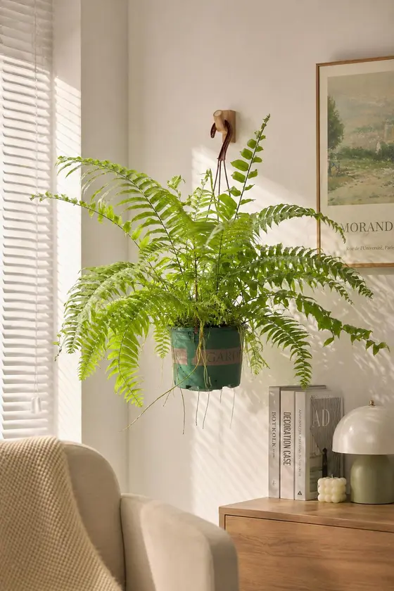 绿植商品案例 场景图